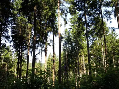 Naturlandschaft in der Nähe des Ferienhauses