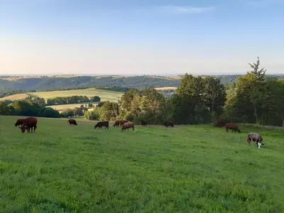 Tiere in der Ferienwohnung oder in der Nähe