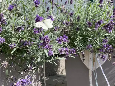 Ein Garten an der Unterkunft Ferienhaus Seenliebe