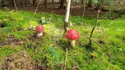 Ein Garten an der Unterkunft hutzenAlm