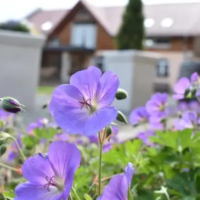 Steffis - Hof