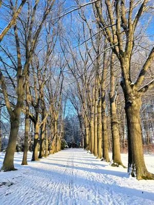 An der Bürgeheide im Winter