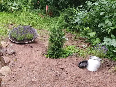 Ein Garten an der Unterkunft Jägerhaus