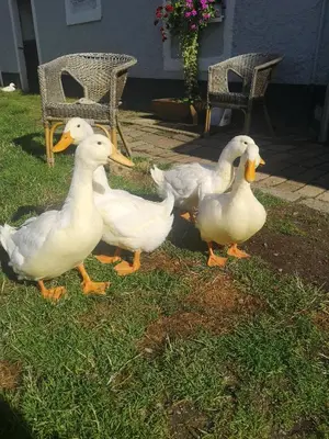 Tiere in der Ferienwohnung oder in der Nähe