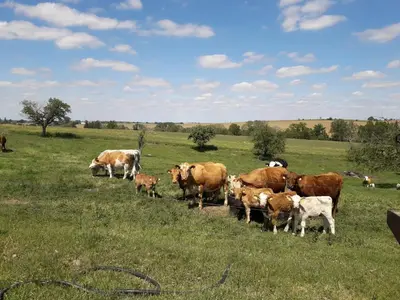 Tiere in der Ferienwohnung oder in der Nähe