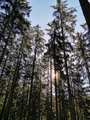 Naturlandschaft in der Nähe der Ferienwohnung