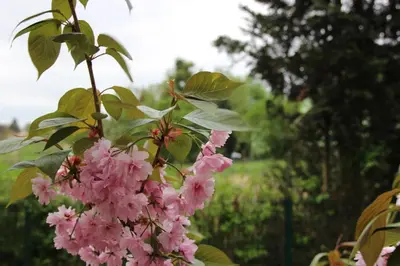 Ein Garten an der Unterkunft Stiegenstübchen am Weinberg